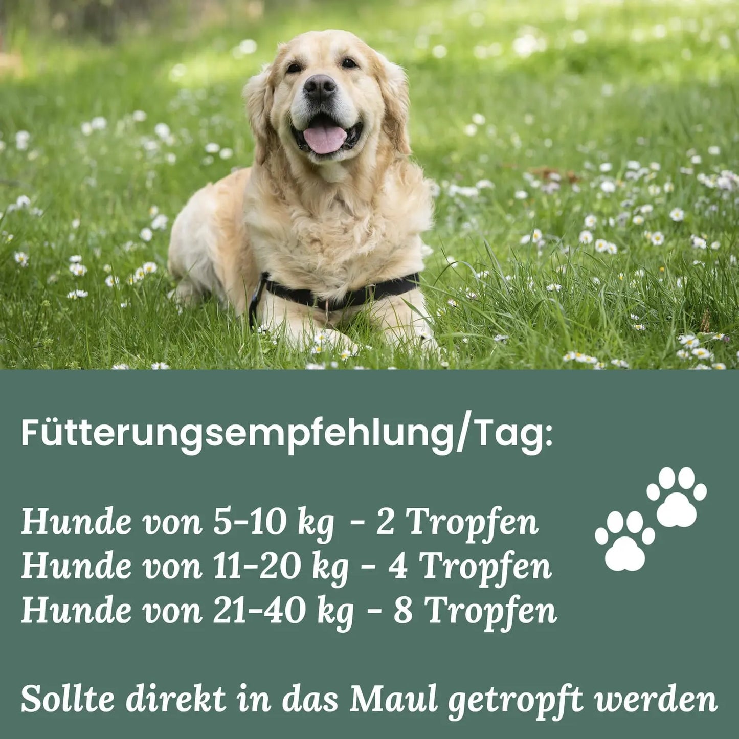 Naturblut CBD Öl für Hunde