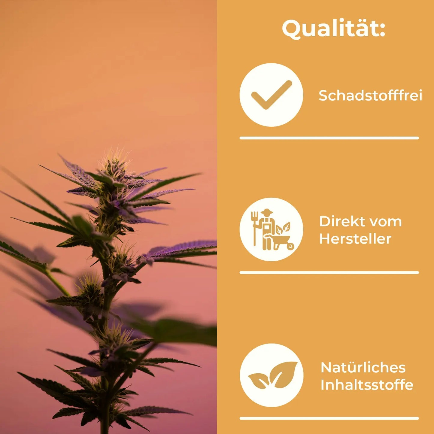 Naturblut “Hanfwurz” Edeldestillat